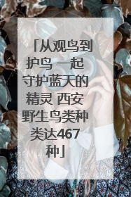 从观鸟到护鸟 一起守护蓝天的精灵 西安野生鸟类种类达467种